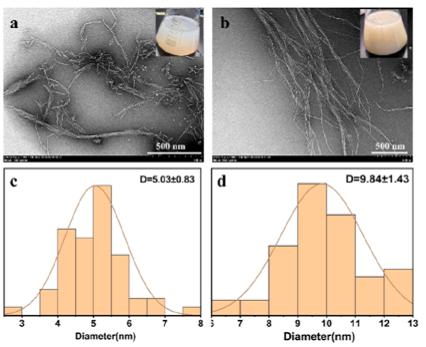 Prof. Zhao Jian’ Laboratory Made New Progress in Enzymatic Production of Nanocellulose from Commercial Pulp 