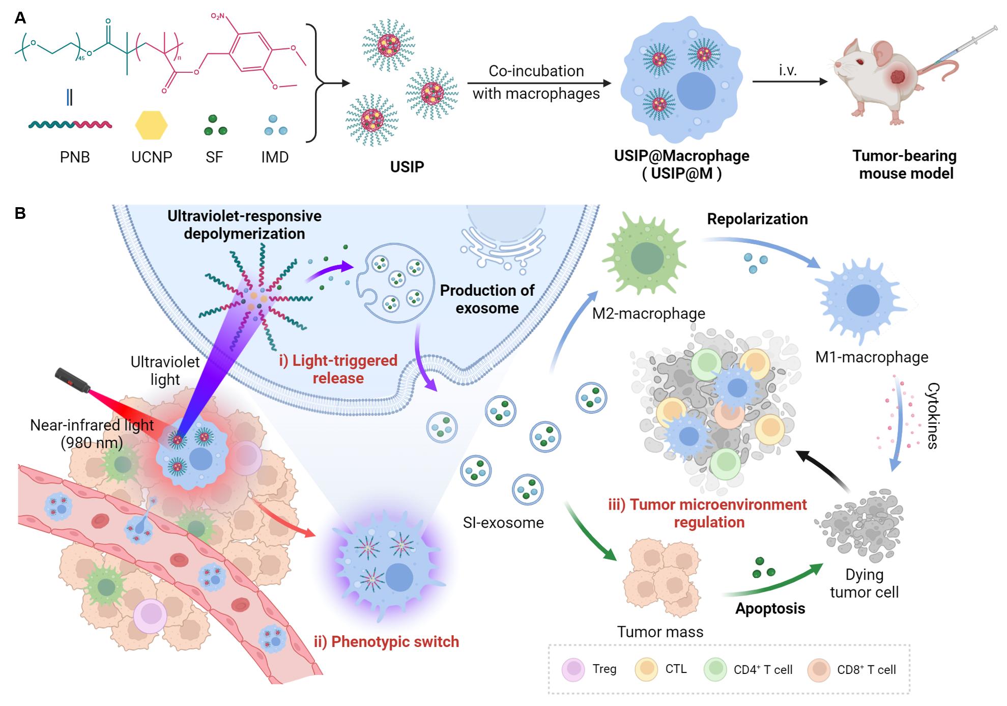 The Group of Prof. Zhang Na and Prof. Liu Yongjun Have Made New Progress in Localized Controlled Release Macrophage Drug Delivery Systems to Enhance Tumor Efficacy