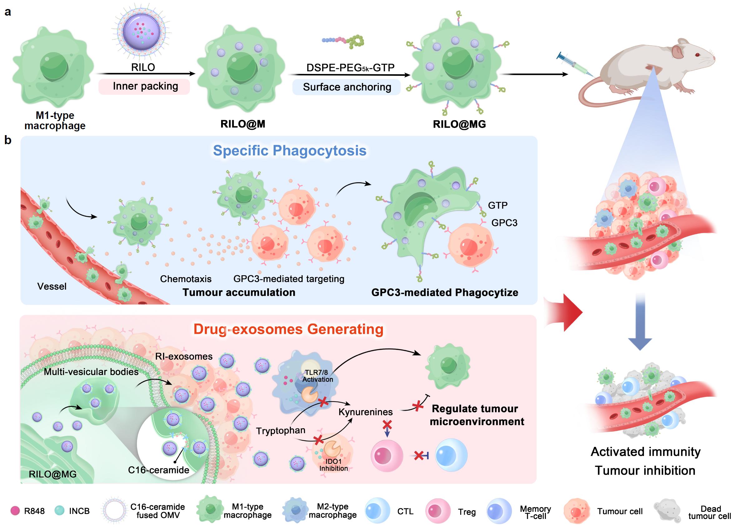 The Group of Prof. Zhang Na and Prof. Liu Yongjun Have Made New Progress in Nano-edited Macrophage Cytopharmaceuticals to Improve the Therapeutic Effect of Solid Tumours