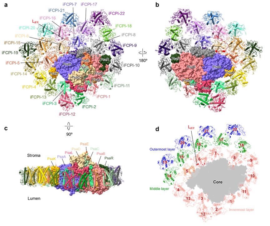 Prof. Zhang Yuzhong's Team Made New Progress in the Structure, Function and Evolution of the Haptophyte Photosystem PSI–LHCI