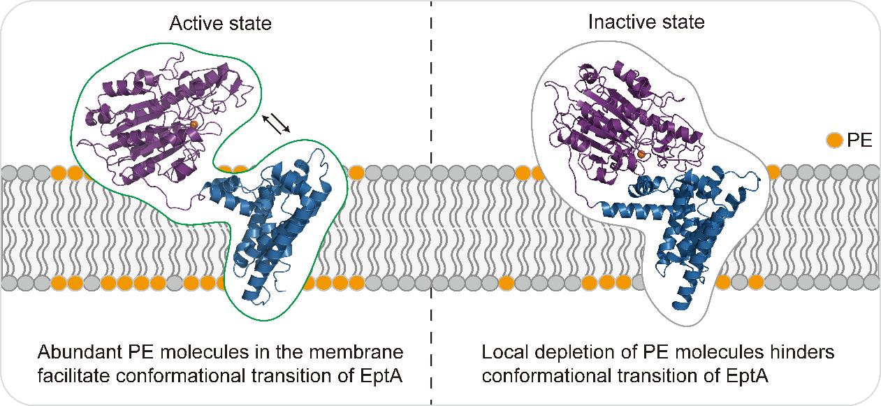 New Insights into Bacterial Resistance by Dr. Jiang Xukai's Team: Regulation of EptA by Membrane Lipid Homeostasis