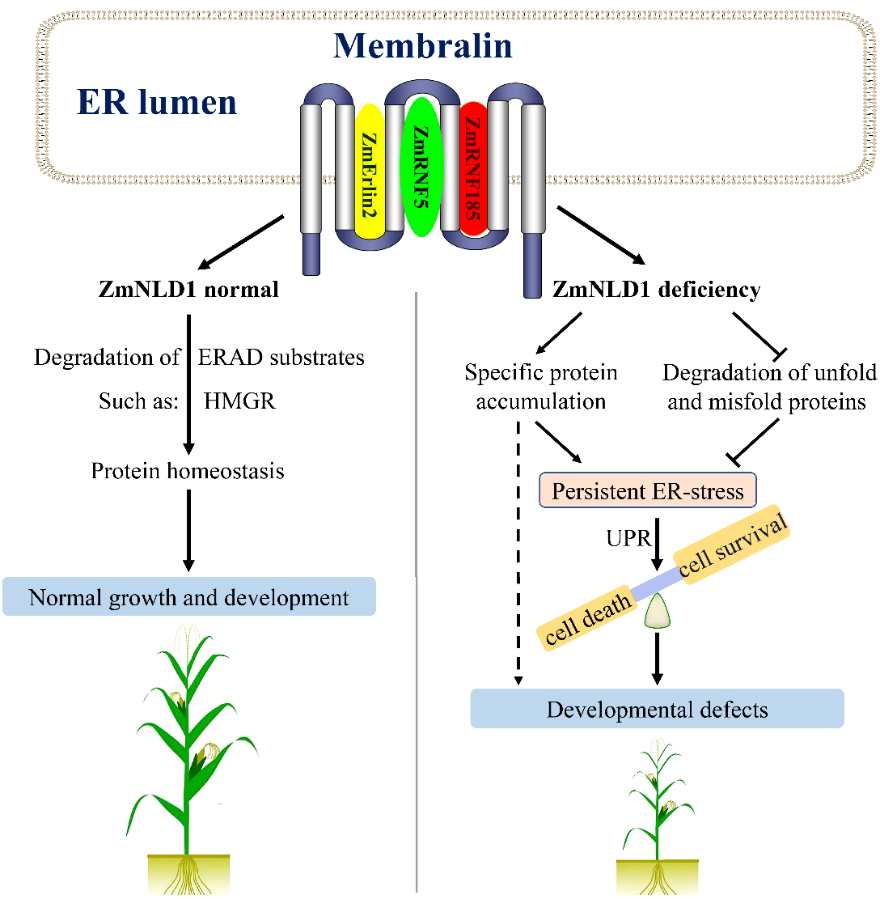 Professor Li Kunpeng’s Group Revealed a Membralin-mediated Endoplasmic Reticulum Associated Degradation Pathway Essential for Maize Plant Development